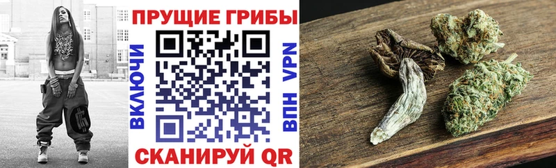 наркотики Кандалакша Псилоцибиновые грибы Cubensis